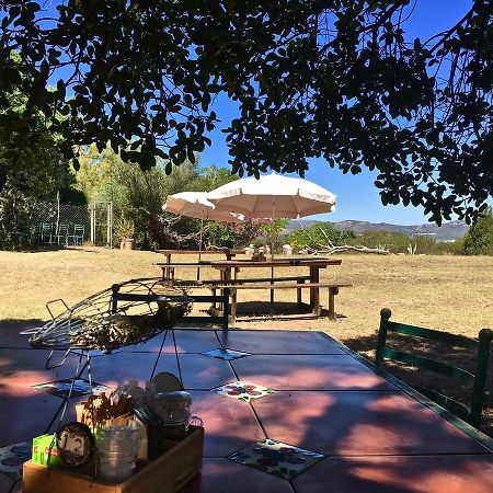 Shepherd'S Tree Backpackers Knysna Esterno foto